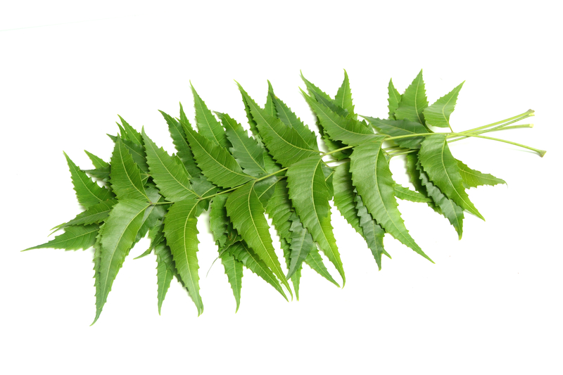 neem-leaves1